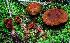  (Cortinarius mirandus - BGE_00471_E02)  @11 [ ] Copyright (2024) Alessandro Fellin None
