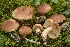  (Tricholoma subfusipes - BGE_00471_E06)  @11 [ ] Copyright (2024) Alessandro Fellin None
