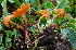  (Galerina terrestris - BGE_00471_E09)  @11 [ ] Copyright (2024) Alessandro Fellin None