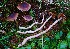  (Cortinarius floccopus - BGE_00471_E10)  @11 [ ] Copyright (2024) Alessandro Fellin None