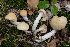  (Cortinarius pluvialis - BGE_00471_E11)  @11 [ ] Copyright (2024) Alessandro Fellin None