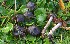  (Cortinarius oreobius - BGE_00471_E12)  @11 [ ] Copyright (2024) Alessandro Fellin None