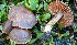  (Cortinarius flavoperonatus - BGE_00471_F01)  @11 [ ] Copyright (2024) Alessandro Fellin None