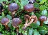 (Cortinarius caesionigrellus - BGE_00471_F02)  @11 [ ] Copyright (2024) Alessandro Fellin None