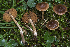  (Cortinarius parvulobtusus - BGE_00471_F04)  @11 [ ] Copyright (2024) Emanuele Campo None