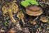  (Cortinarius ultrodistortus - BGE_00471_F07)  @11 [ ] Copyright (2024) Emanuele Campo None
