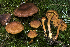  (Cortinarius lignicola - BGE_00471_F11)  @11 [ ] Copyright (2024) Emanuele Campo None