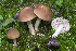  (Marasmius collinus - BGE_00471_F12)  @11 [ ] Copyright (2024) Emanuele Campo None