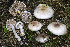  (Hygrophorus spodoleucus - BGE_00471_G03)  @11 [ ] Copyright (2024) Emanuele Campo None
