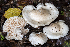  (Hygrophorus - BGE_00471_G06)  @11 [ ] Copyright (2024) Emanuele Campo None