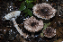  (Leucoagaricus jubilaei - BGE_00471_G09)  @11 [ ] Copyright (2024) Emanuele Campo None