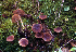  (Alnicola melinoides - BGE_00471_H10)  @11 [ ] Copyright (2024) Luciano Michelin None