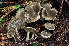  (Clitocybe ditopa - BGE_00471_H11)  @11 [ ] Copyright (2024) Luciano Michelin None