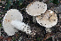  (Amanita sabulicola - BGE_00472_B10)  @11 [ ] Copyright (2024) Luciano Michelin None