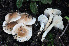  ( - BGE_00472_D04)  @11 [ ] Copyright (2024) Luciano Michelin None