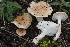  (Hygrophorus pseudodiscoideus var. cistophilus - BGE_00472_D05)  @11 [ ] Copyright (2024) Luciano Michelin None