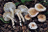  ( - BGE_00472_D06)  @11 [ ] Copyright (2024) Luciano Michelin None