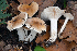  (Hygrophorus leucophaeo-ilicis - BGE_00472_D07)  @11 [ ] Copyright (2024) Luciano Michelin None