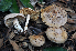  (Cortinarius galeobdolon - BGE_00472_E01)  @11 [ ] Copyright (2024) Luciano Michelin None