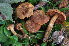  (Cortinarius squamosus - BGE_00472_F06)  @11 [ ] Copyright (2024) Luciano Michelin None