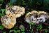  (Cortinarius subalbescens - BGE_00472_F07)  @11 [ ] Copyright (2024) Luciano Michelin None