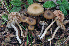  ( - BGE_00472_G01)  @11 [ ] Copyright (2024) Luciano Michelin None
