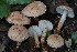  (Echinoderma carinii - BGE_00472_G10)  @11 [ ] Copyright (2024) Luciano Michelin None