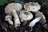  (Leucoagaricus subolivaceus - BGE_00472_H02)  @11 [ ] Copyright (2024) Luciano Michelin None