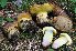  (Butyriboletus - BGE_00472_H03)  @11 [ ] Copyright (2024) Luciano Michelin None