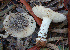  (Amanita gioiosa - BGE_00473_A01)  @11 [ ] Copyright (2024) Luciano Michelin None