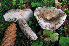  ( - BGE_00473_A03)  @11 [ ] Copyright (2024) Luciano Michelin None