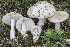  (Amanita lactea - BGE_00473_A10)  @11 [ ] Copyright (2024) Renato Jonny Ferrari none