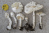  (Leucoagaricus medioflavoides - BGE_00473_A12)  @11 [ ] Copyright (2024) Renato Jonny Ferrari none