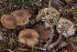  (Pseudoomphalina graveolens - BGE_00473_C01)  @11 [ ] Copyright (2024) Renato Jonny Ferrari none