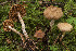  ( - BGE_00473_C09)  @11 [ ] Copyright (2024) Renato Jonny Ferrari none