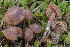  (Gymnopus alpicola - BGE_00473_C12)  @11 [ ] Copyright (2024) Renato Jonny Ferrari none