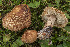  (Lepiota dryadicola - BGE_00473_D01)  @11 [ ] Copyright (2024) Renato Jonny Ferrari none