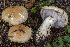 (Cortinarius olidoamethyaesteus - BGE_00473_D03)  @11 [ ] Copyright (2024) Renato Jonny Ferrari none
