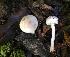  (Lepiota cystophoroides - BGE_00473_D04)  @11 [ ] Copyright (2024) Alessia Tatti None