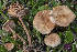  (Gymnopus loiselurietorum - BGE_00473_D12)  @11 [ ] Copyright (2024) Renato Jonny Ferrari none
