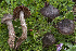  (Cortinarius inops - BGE_00473_E01)  @11 [ ] Copyright (2024) Renato Jonny Ferrari none