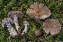  (Cortinarius alpicola - BGE_00473_E11)  @11 [ ] Copyright (2024) Renato Jonny Ferrari none