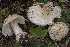  (Amanita pseudoregalis - BGE_00473_F02)  @11 [ ] Copyright (2024) Renato Jonny Ferrari none