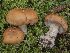  (Cortinarius blattoi - BGE_00473_F09)  @11 [ ] Copyright (2024) Renato Jonny Ferrari none