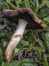  (Agaricus permianus - BGE_00473_F11)  @11 [ ] Copyright (2024) Renato Jonny Ferrari none