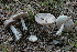  (Amanita praelongipes - BGE_00473_G07)  @11 [ ] Copyright (2024) Alessandro Ruggero None