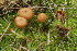  (Galerina uncialis - BGE_00473_G10)  @11 [ ] Copyright (2024) Alessandro Ruggero None