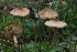  (Lepiota sublaevigata - BGE_00473_H02)  @11 [ ] Copyright (2024) Alessandro Ruggero None