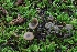  (Tephrocybe striaepilea - BGE_00473_H04)  @11 [ ] Copyright (2024) Alessandro Ruggero None