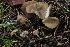  (Tephrocybe substriaepilea - BGE_00473_H05)  @11 [ ] Copyright (2024) Alessandro Ruggero None